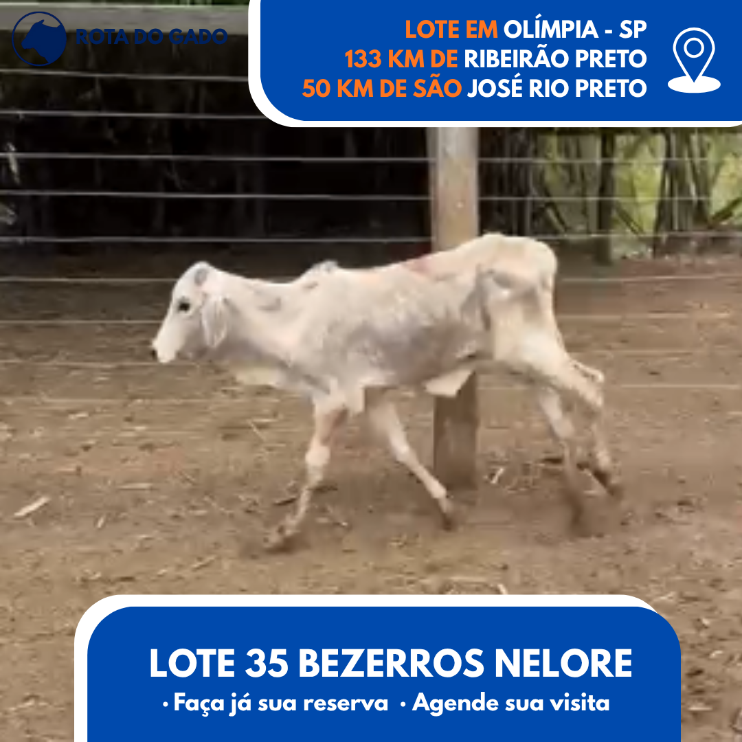 35 Bezerros Machos - 8 Meses - Excelente Lote - Olímpia/SP