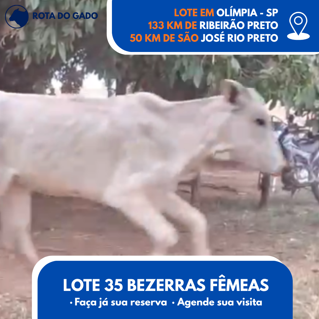 Bezerras Fêmeas 12/13 Meses - Lote com 35 Cabeças - Olímpia/SP