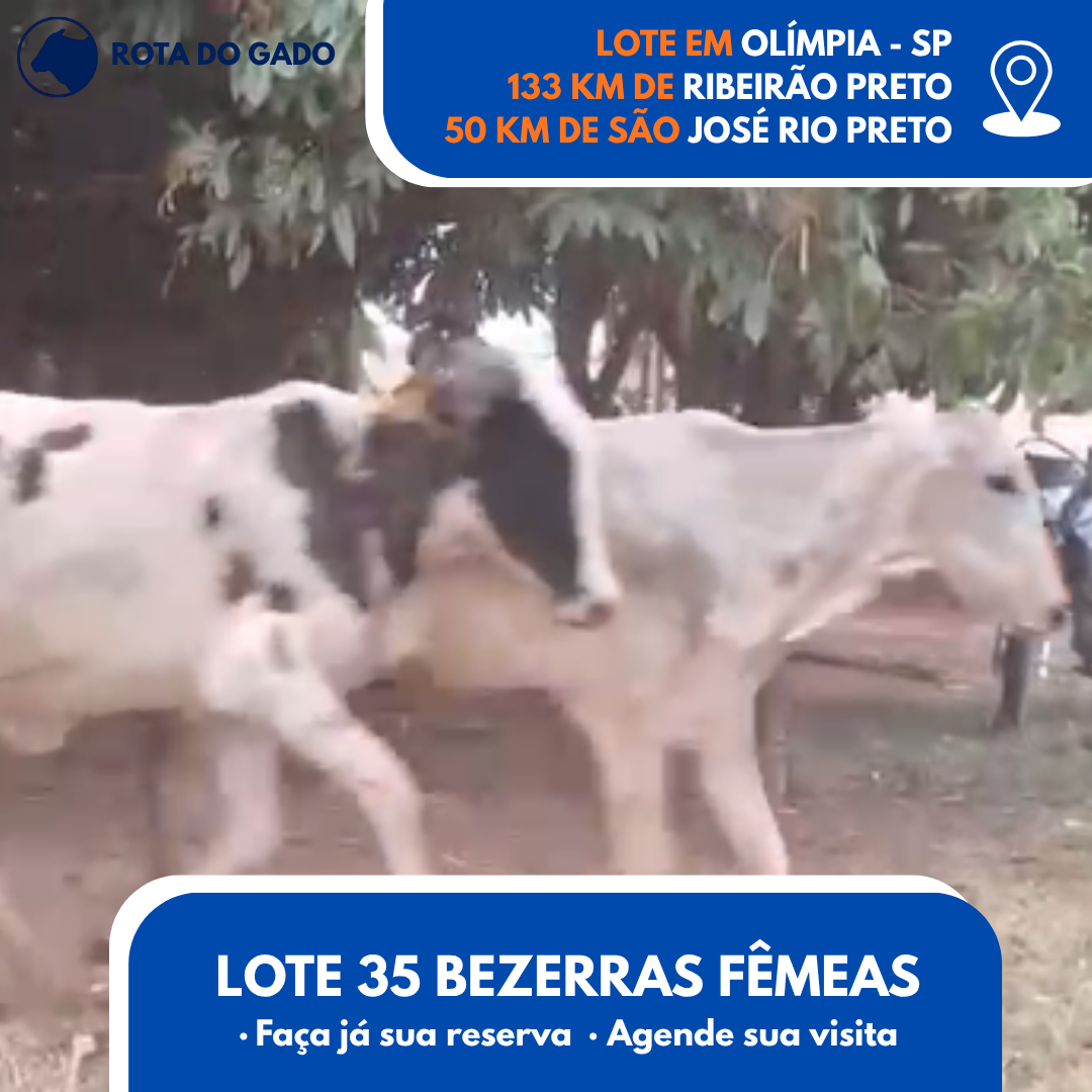 Bezerras Fêmeas 12/13 Meses - Lote com 35 Cabeças - Olímpia/SP