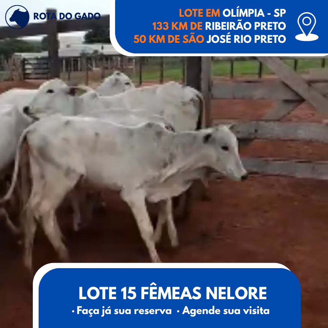 15 Bezerras Nelore - 13/14 Meses - Bebedouro/SP - Frete Grátis até 100 km