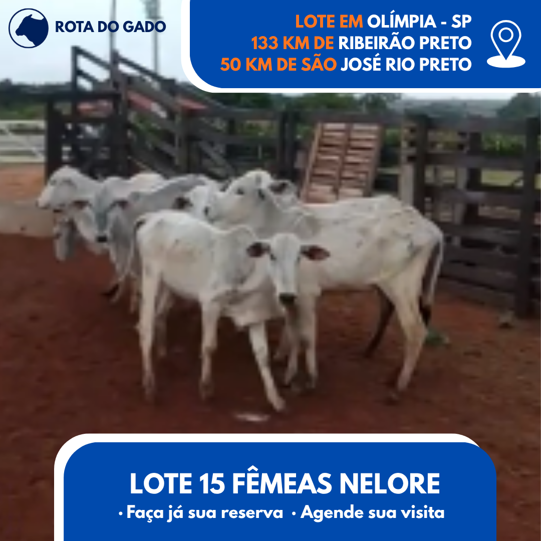 15 Bezerras Nelore - 13/14 Meses - Bebedouro/SP - Frete Grátis até 100 km