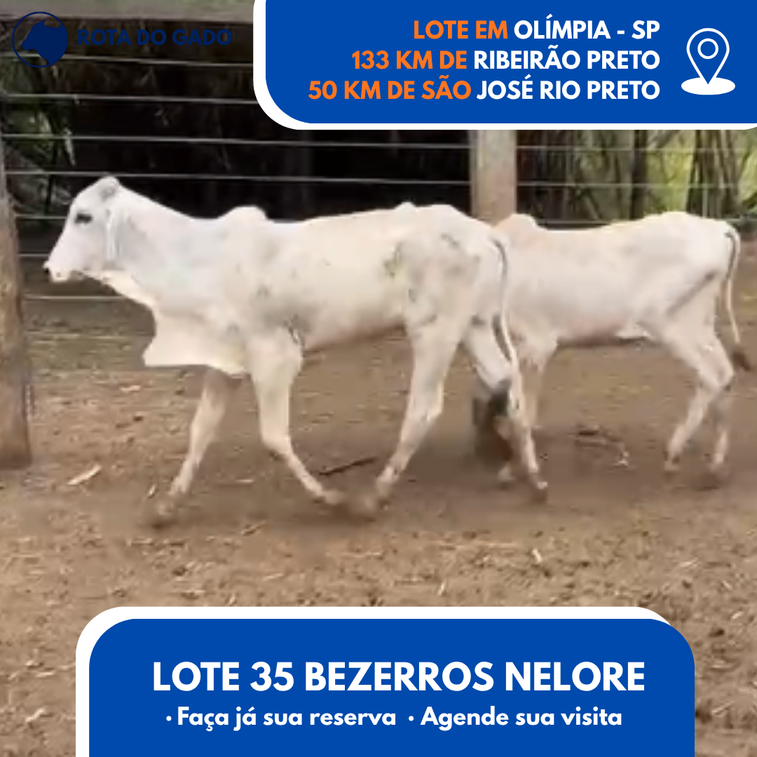 35 Bezerros Machos - 8 Meses - Excelente Lote - Olímpia/SP