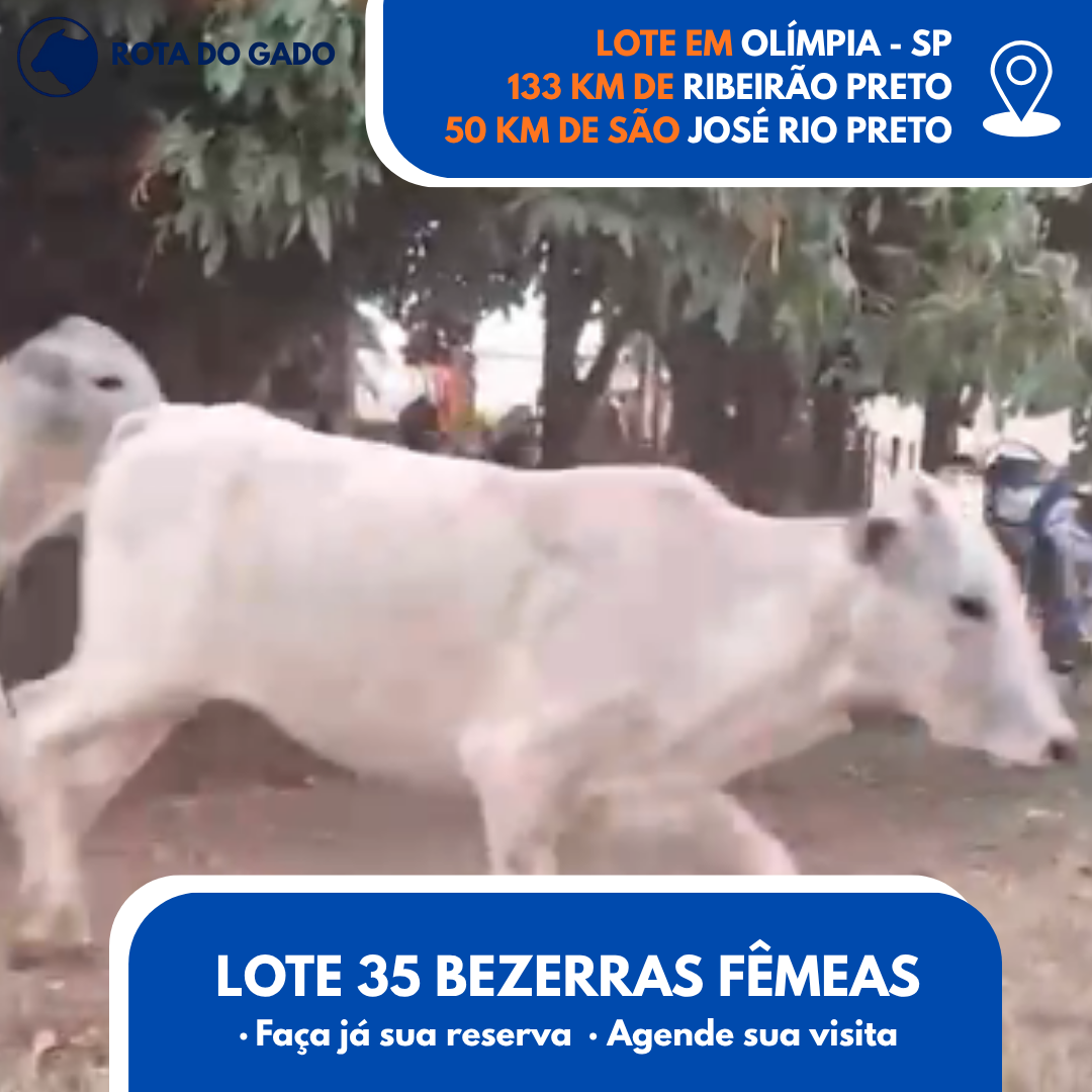 Bezerras Fêmeas 12/13 Meses - Lote com 35 Cabeças - Olímpia/SP