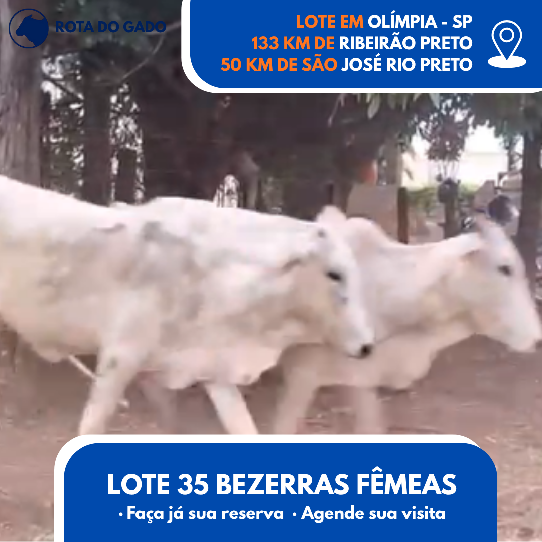 Bezerras Fêmeas 12/13 Meses - Lote com 35 Cabeças - Olímpia/SP