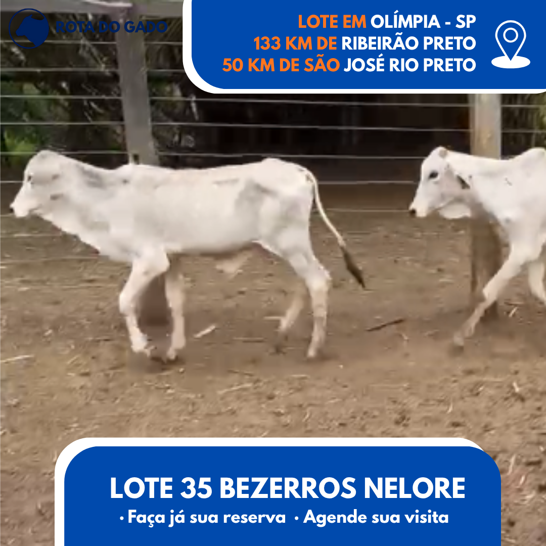 35 Bezerros Machos - 8 Meses - Excelente Lote - Olímpia/SP