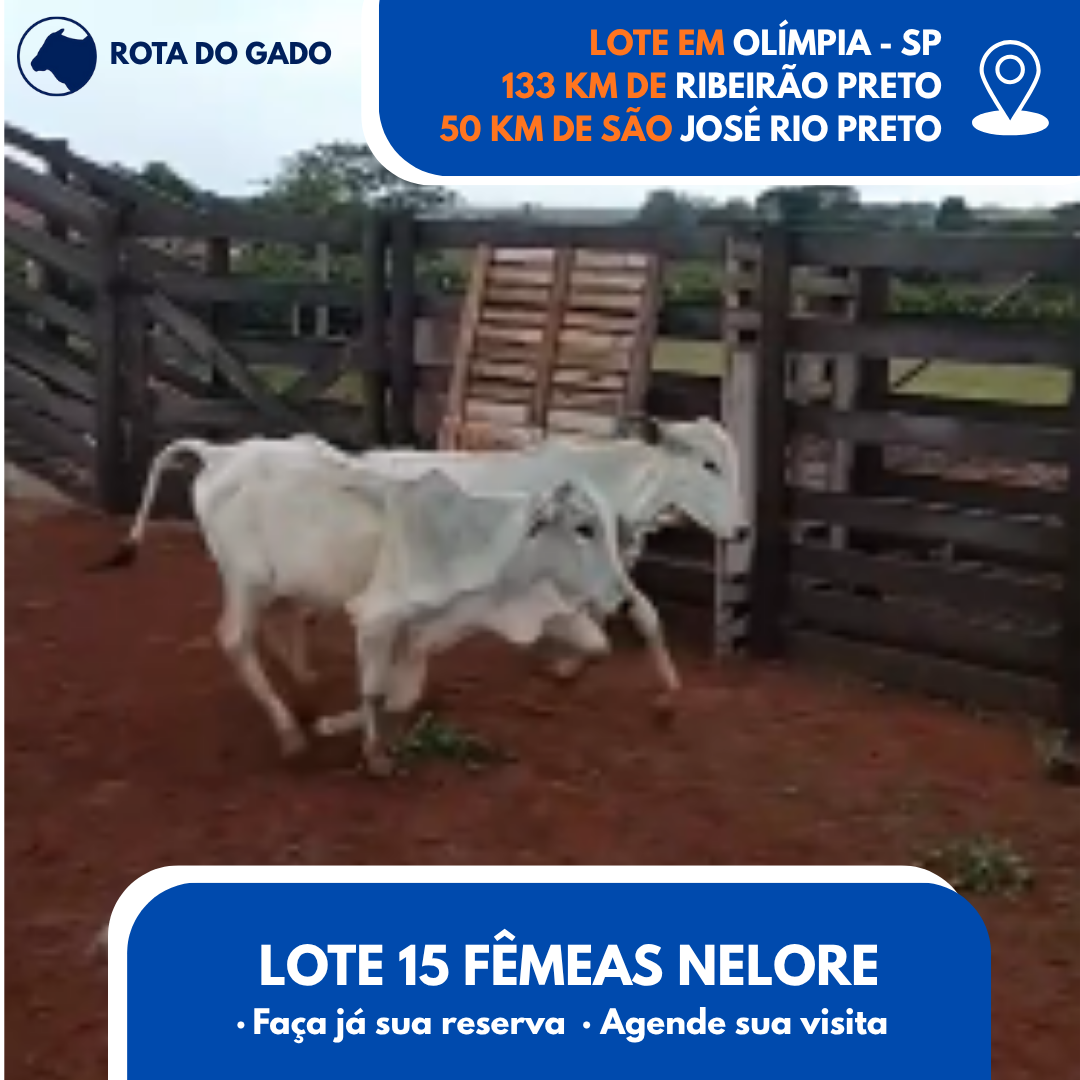 15 Bezerras Nelore - 13/14 Meses - Bebedouro/SP - Frete Grátis até 100 km