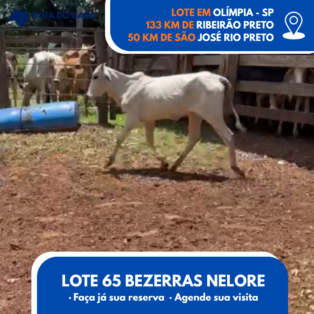 65 Bezerras Nelore Jovens - Olímpia/SP - R$ 2.000