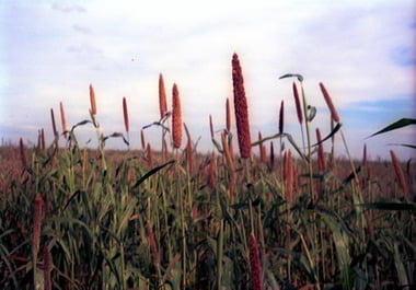 Pennisetum Glaucum - Cultivar Brs 1501 Milheto - Jc Maschietto