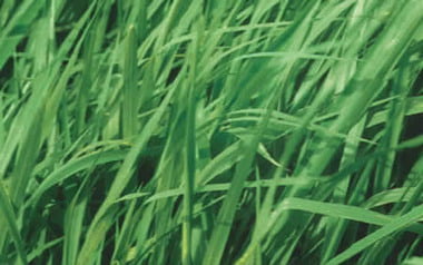 Panicum Maximum Cv Mombaça - Jc Maschietto