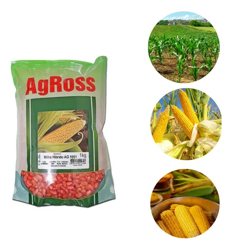 Sementes Milho Verde Sopa Pamonha Curau Híb Ag 1051 Pct 1 Kg