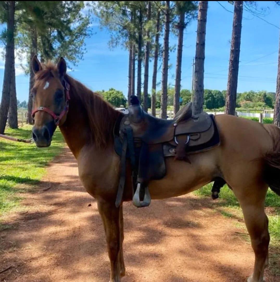 Hickory playboy gun P323361