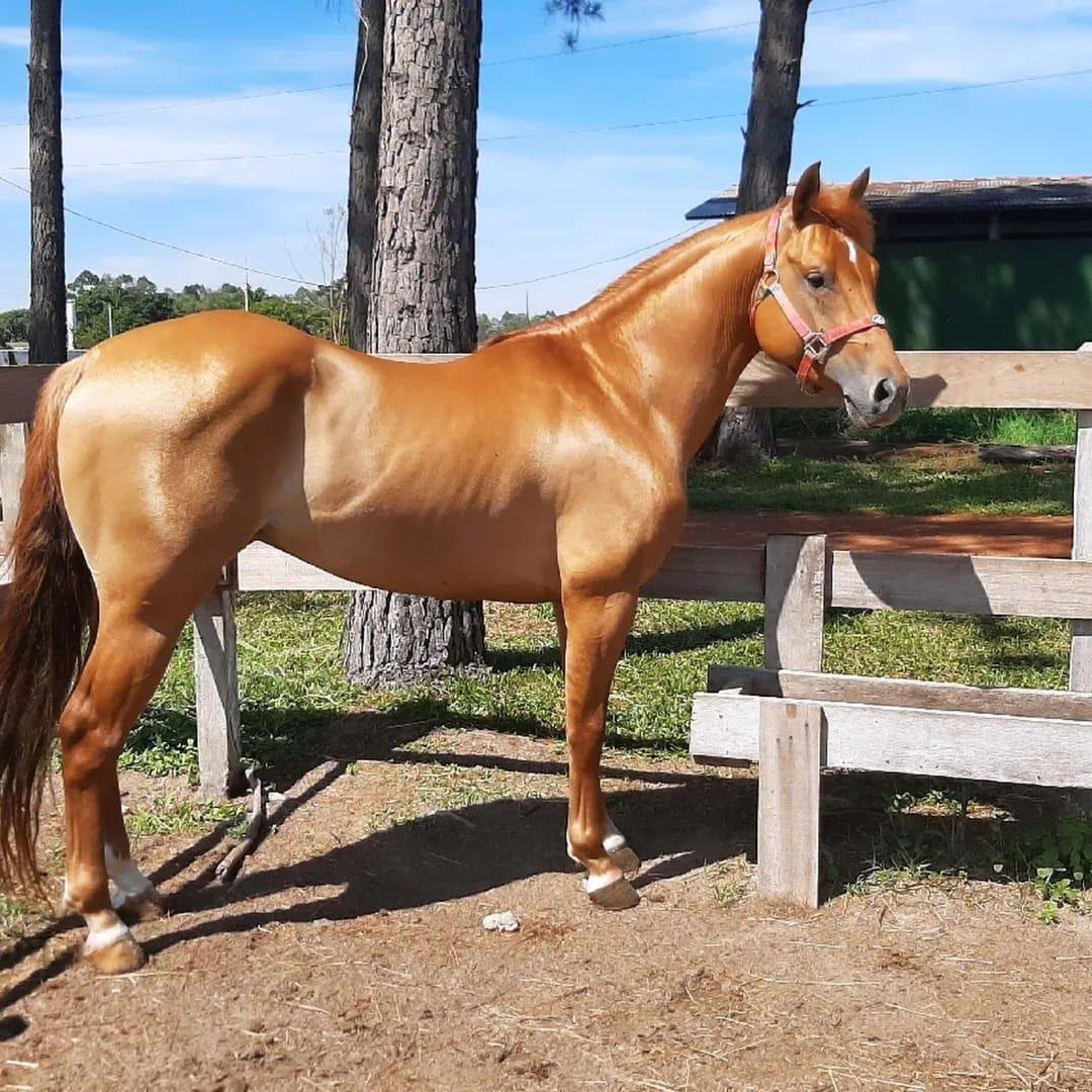 Hickory playboy gun P323361