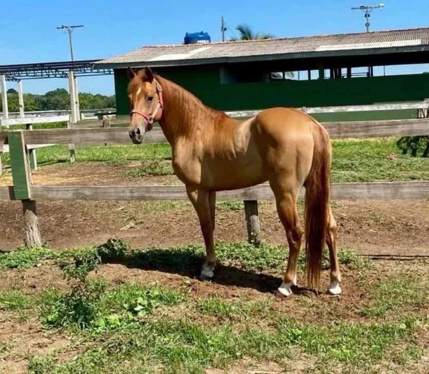 Hickory playboy gun P323361