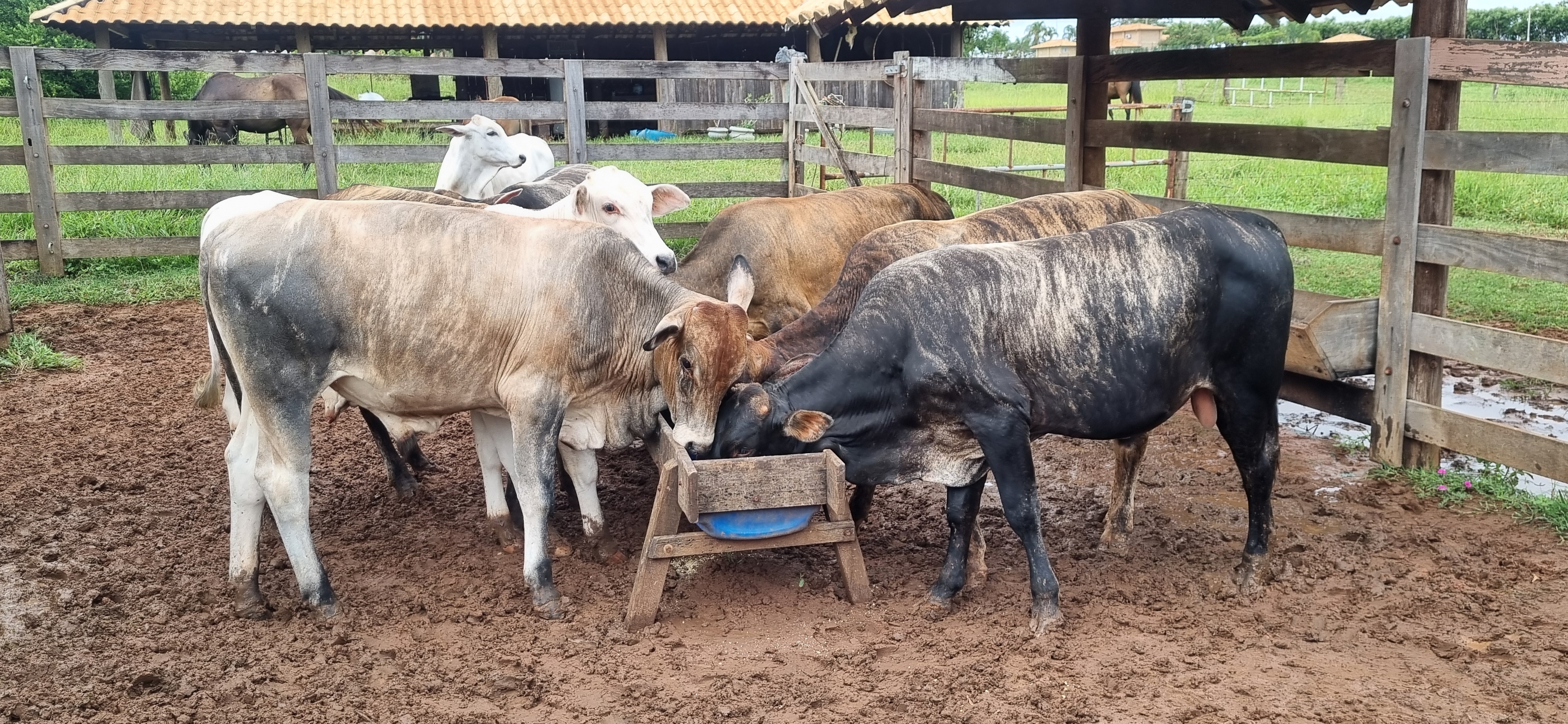 garrote cruzamento industrial