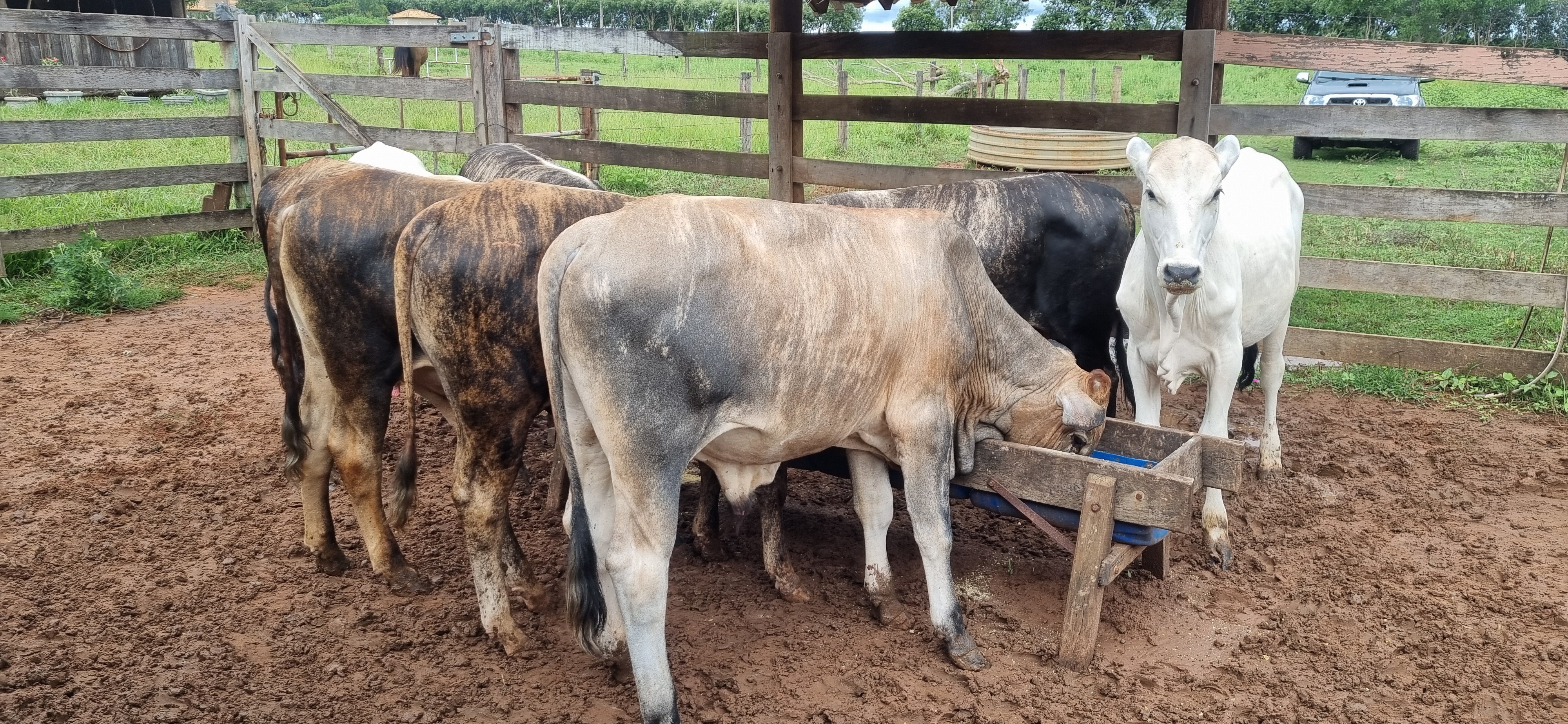 garrote cruzamento industrial