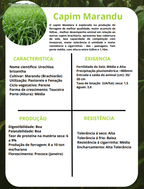 CAPIM MARANDU