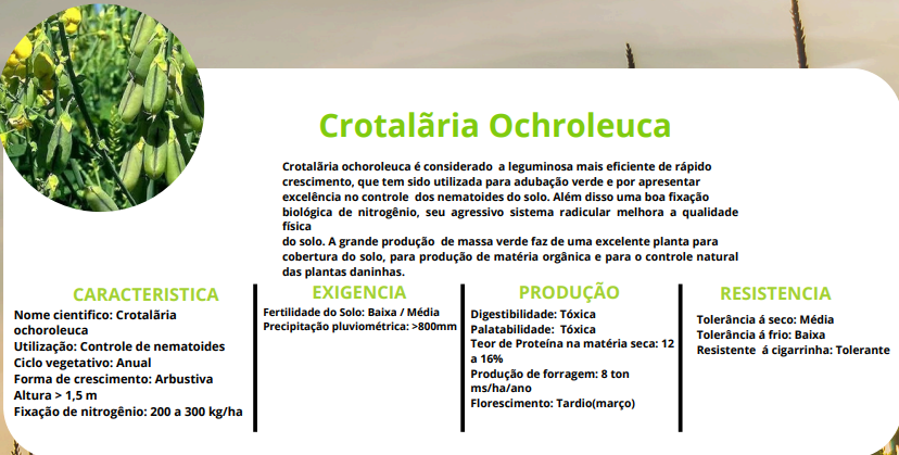 CROTALÃRIA OCHROLEUCA