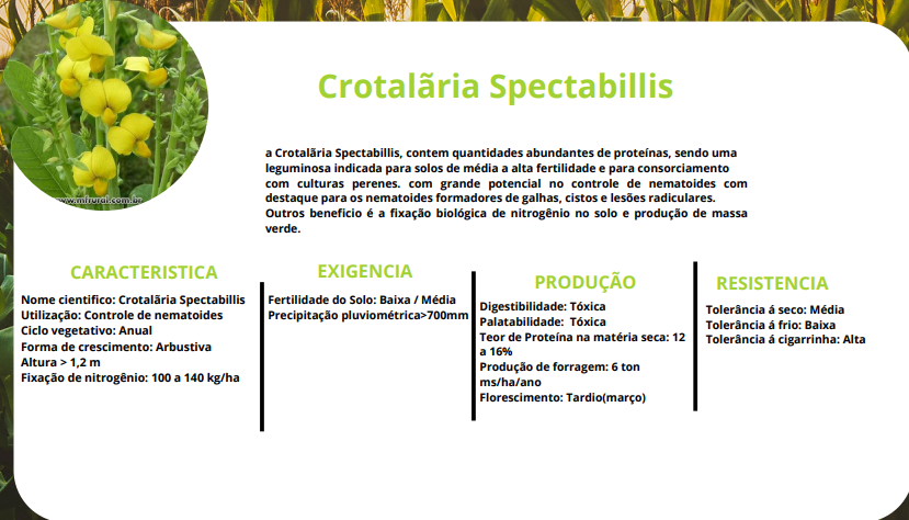 CROTALÃRIA SPECTABILLIS