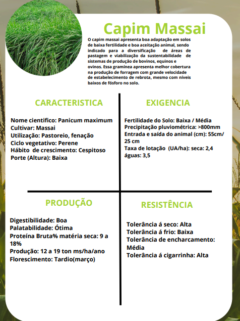 CAPIM MASSAI