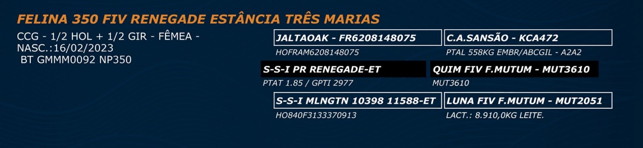 LOTE 51 - FELINA 350 FIV RENEGADE