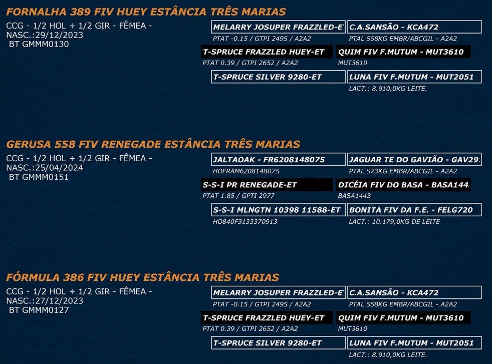 LOTE 59 - FORNALHA 389 FIV HUEY - GERUSA 558 FIV RENEGADE - FÓRMULA 386 FIV HUEY