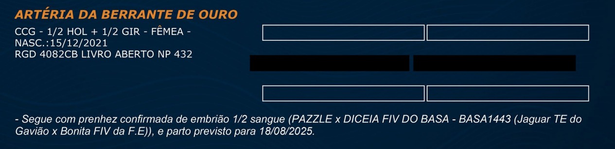LOTE 44 - ARTÉRIA DA BERRANTE DE OURO