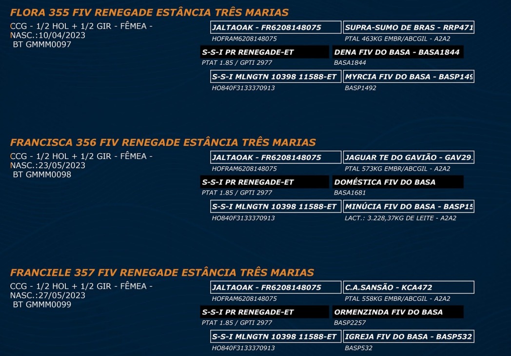 LOTE 56 - FLORA 355 FIV RENEGADE - FRANCISCA 356 FIV RENEGADE - FRANCIELE 357 FIV RENEGADE