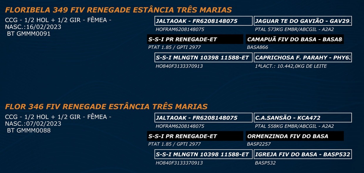 LOTE 54-  FLORIBELA 349 FIV RENEGADE - FLOR 346 FIV RENEGADE