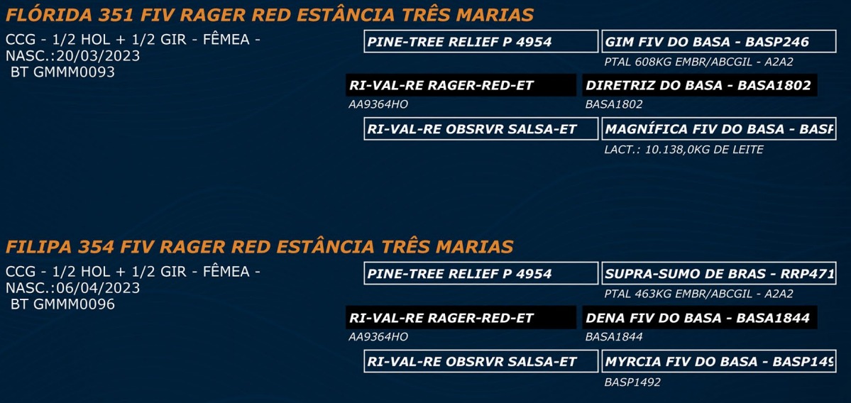 LOTE 71 - FLÓRIDA 351 FIV RAGER RED - FILIPA 354 FIV RAGER RED