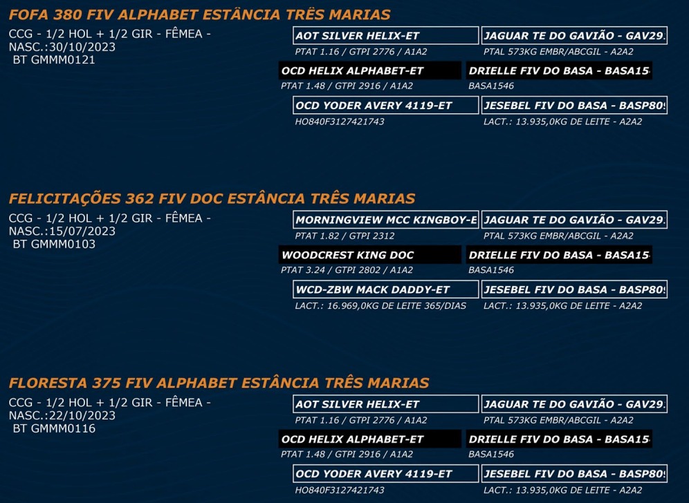 LOTE 57 - FOFA 380 FIV ALPHABET - FELICITAÇÕES 362 FIV DOC - FLORESTA 375 FIV ALPHABET