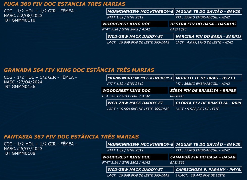 LOTE 65 - FUGA 369 FIV DOC GRANADA 564 FIV KING DOC FANTASIA 367 FIV DOC