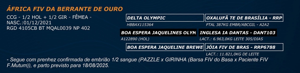 LOTE 46 - ÁFRICA FIV DA BERRANTE DE OURO