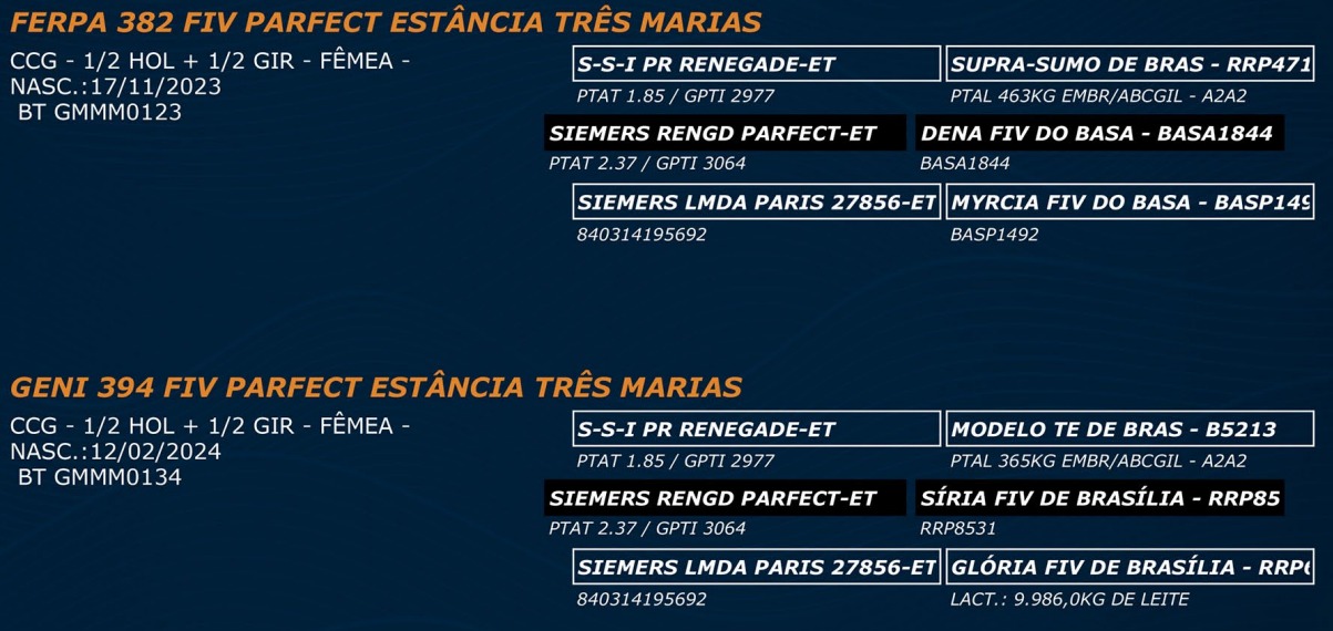 LOTE 61 - FERPA 382 FIV PARFECT - GENI 394 FIV PARFECT