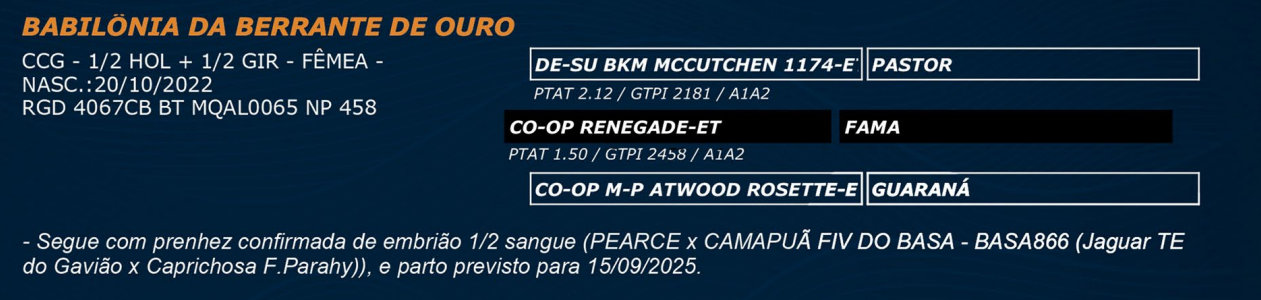 LOTE 35 - BABILÔNIA DA BERRANTE DE OURO