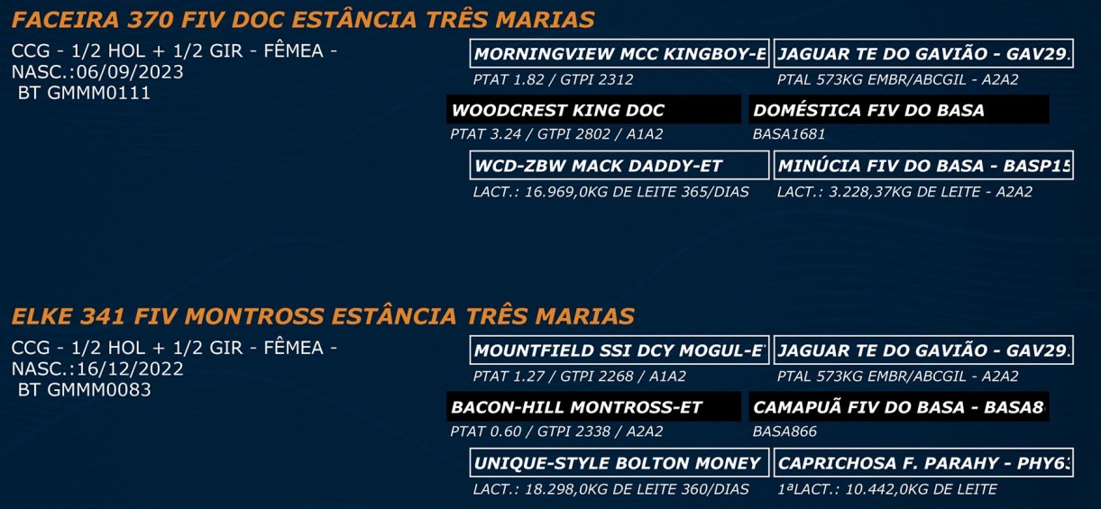 LOTE 64 - FACEIRA 370 FIV - ELKE 341 FIV MONTROSS