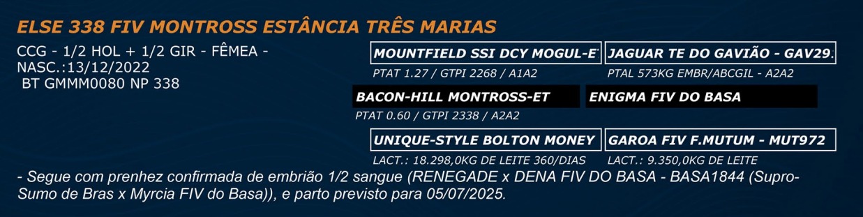 LOTE 48 - ELSE 338 FIV MONTROSS