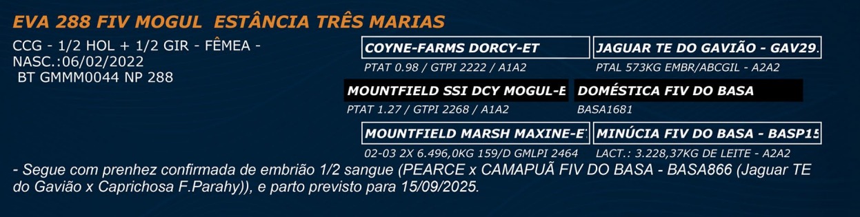 LOTE 41 - EVA 288 FIV MOGUL ESTÂNCIA TRÊS MARIAS