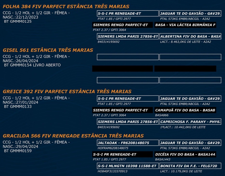 LOTE 69 - FOLHA 384 FIV - GISEL 561 - GREICE 392 FIV - GRACILDA 566 FIV