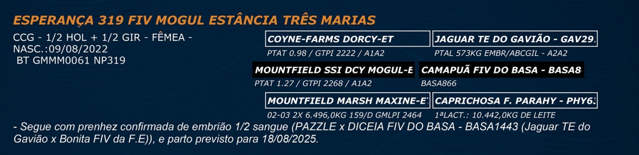 LOTE 43 - ESPERANÇA 319 FIV MOGUL