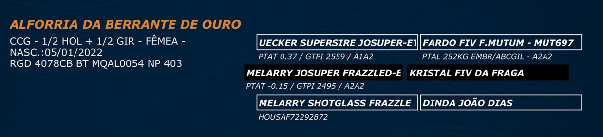 LOTE 47 - ALFORRIA DA BERRANTE DE OURO