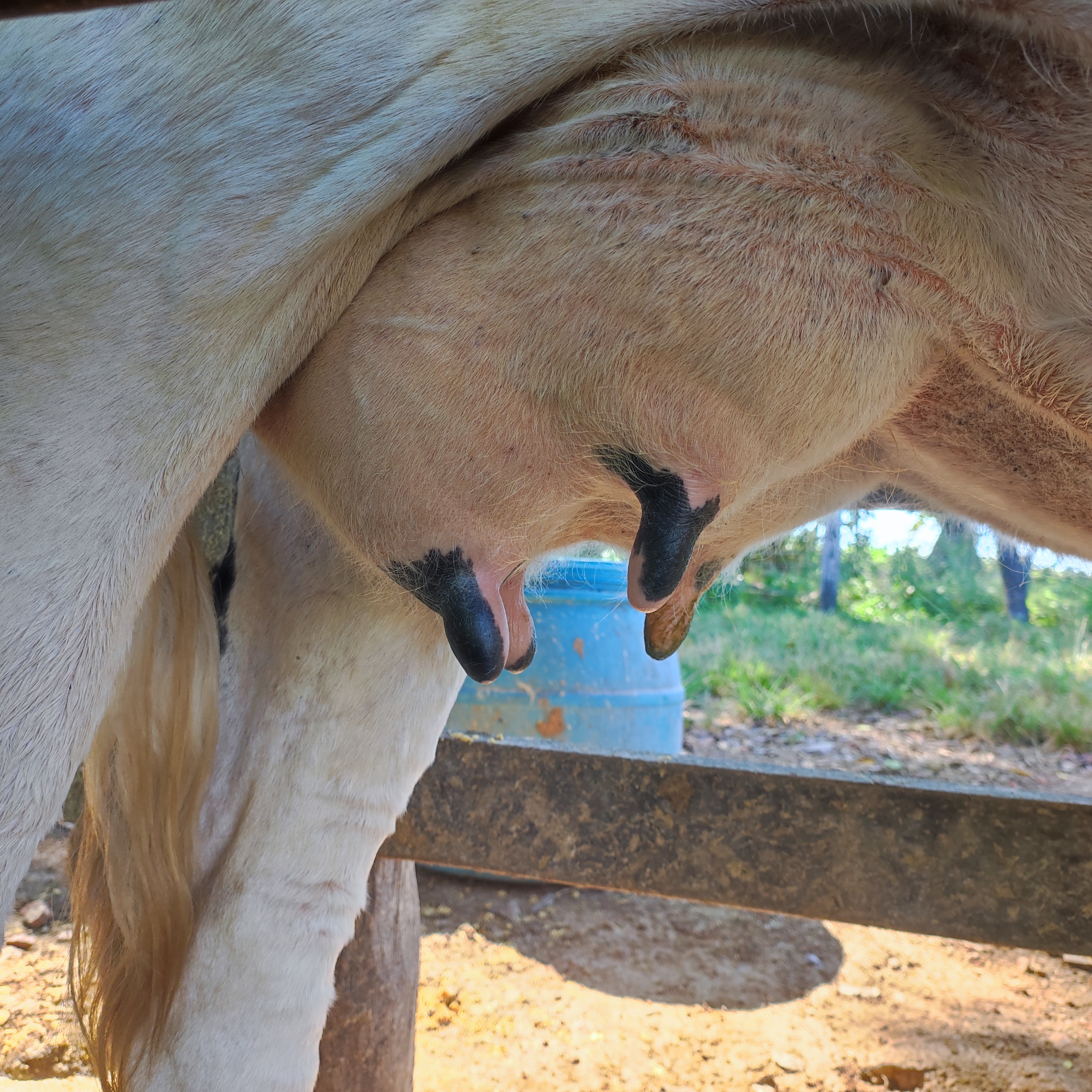 LIQUIDAÇÃO DE PLANTEL