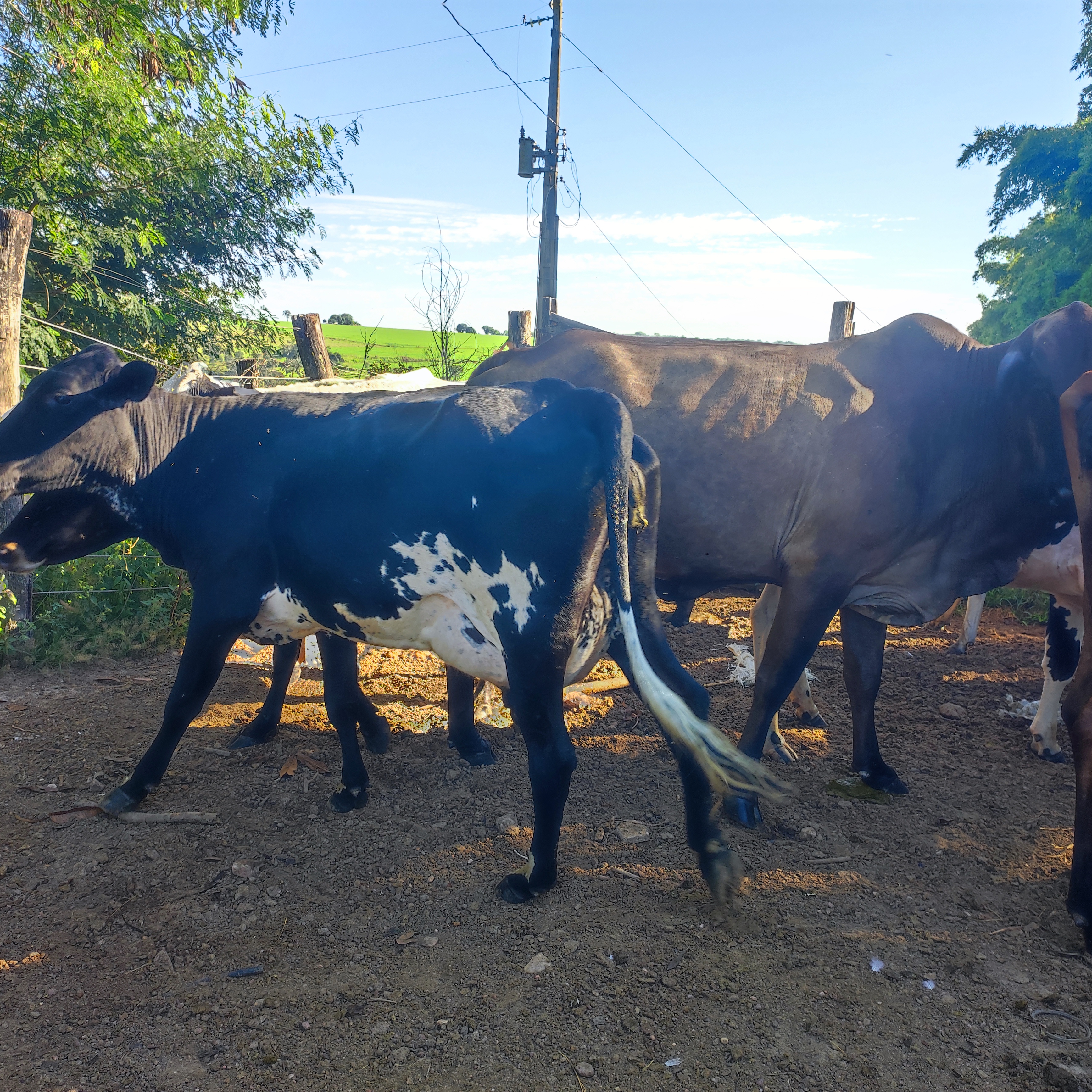 LIQUIDAÇÃO DE PLANTEL