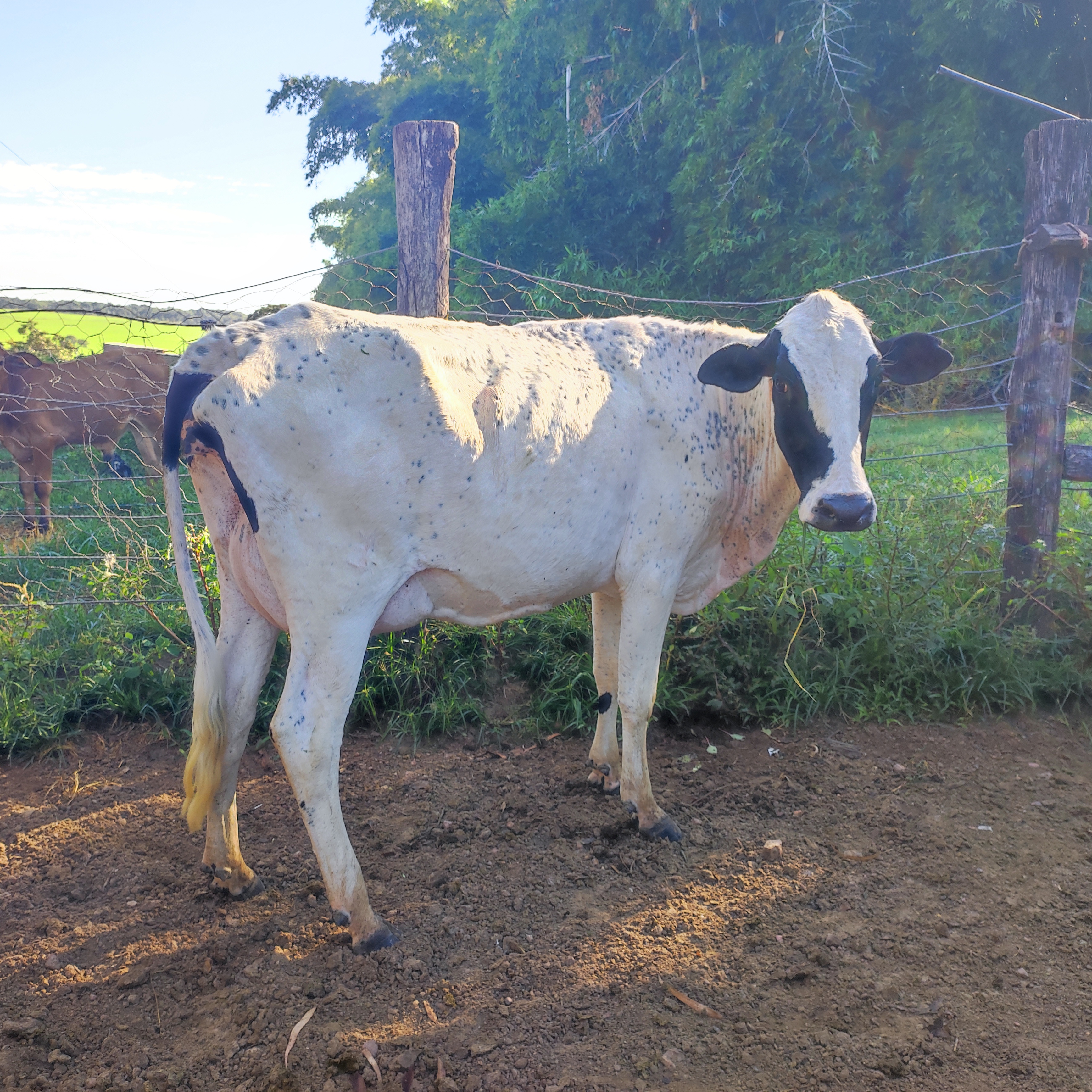LIQUIDAÇÃO DE PLANTEL
