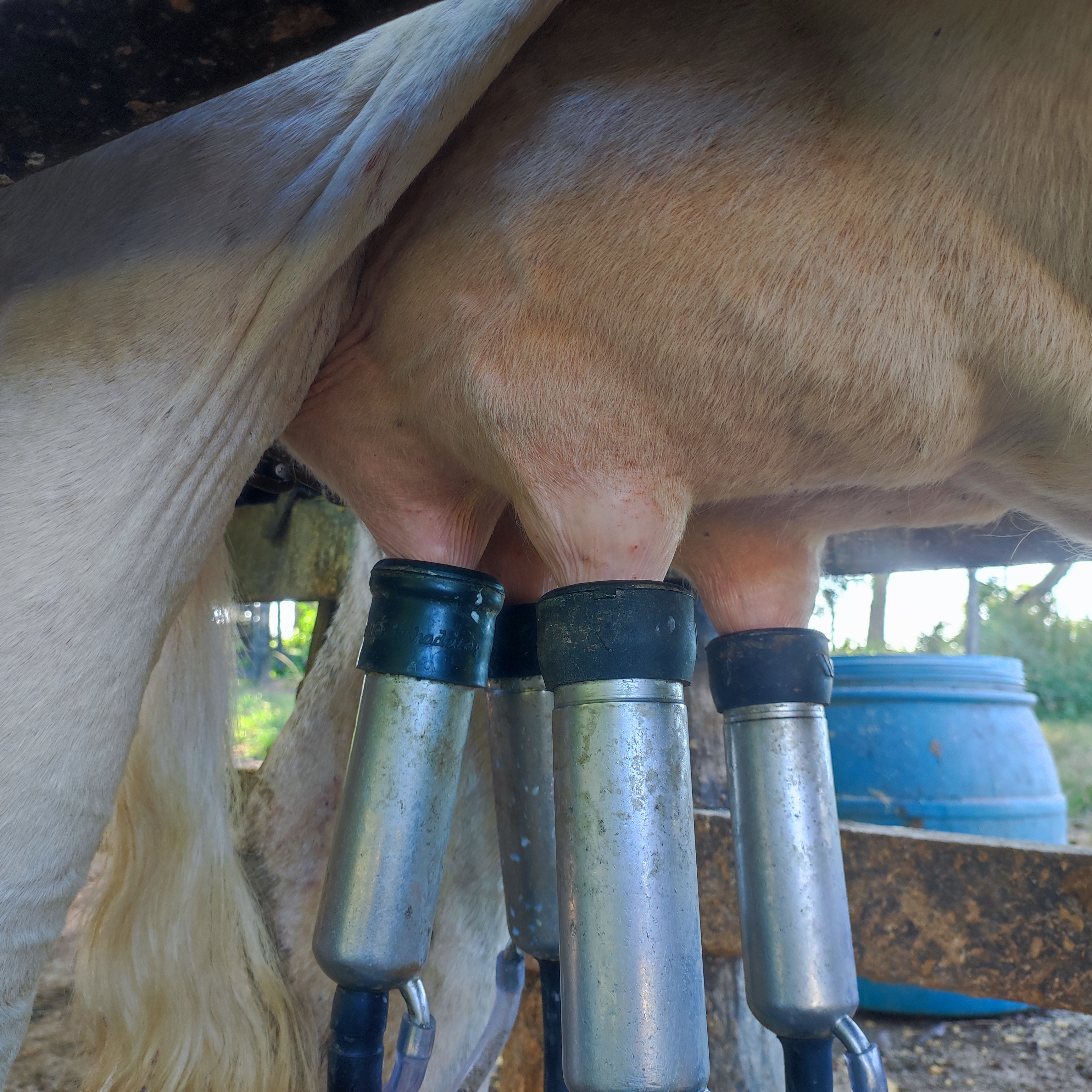 LIQUIDAÇÃO DE PLANTEL