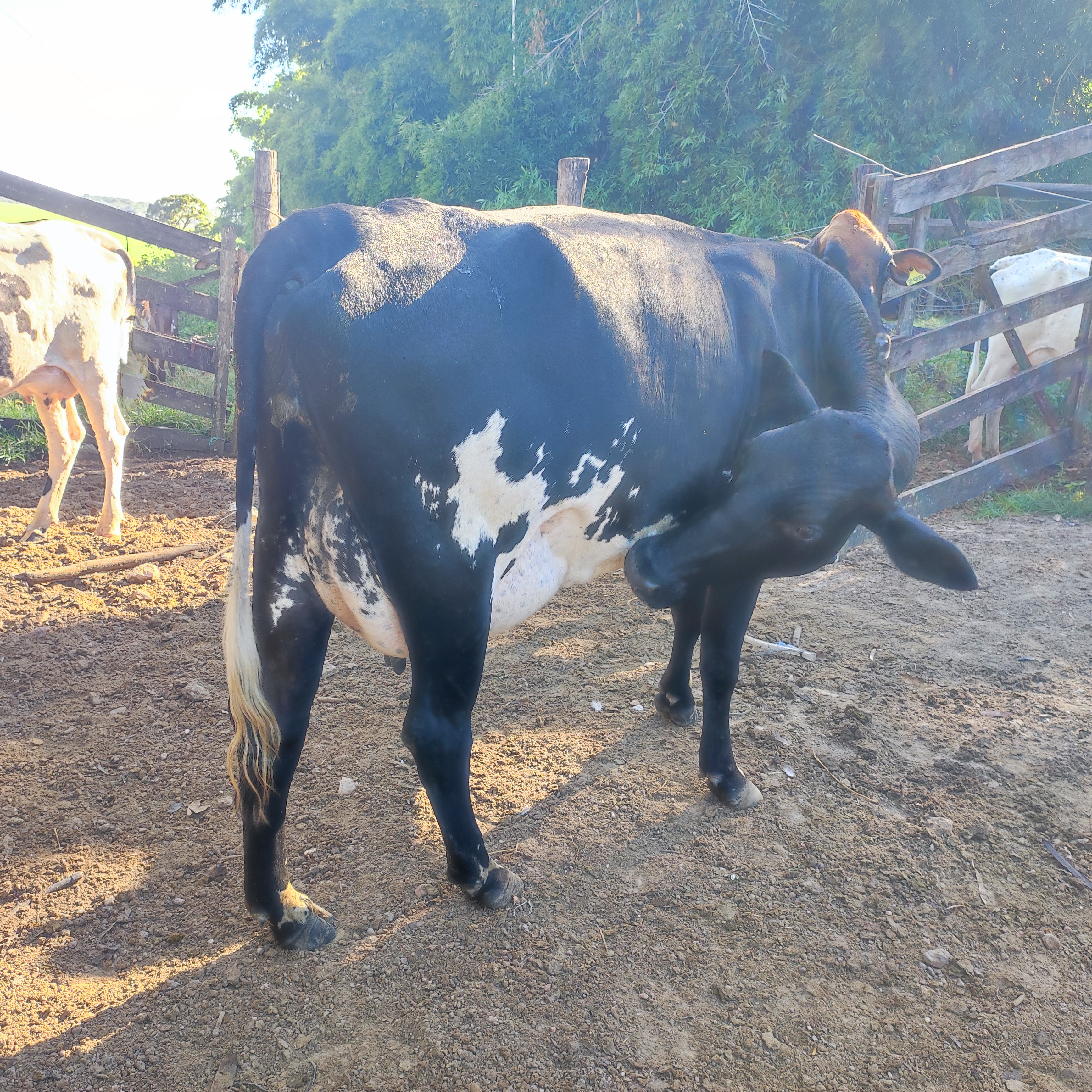 LIQUIDAÇÃO DE PLANTEL
