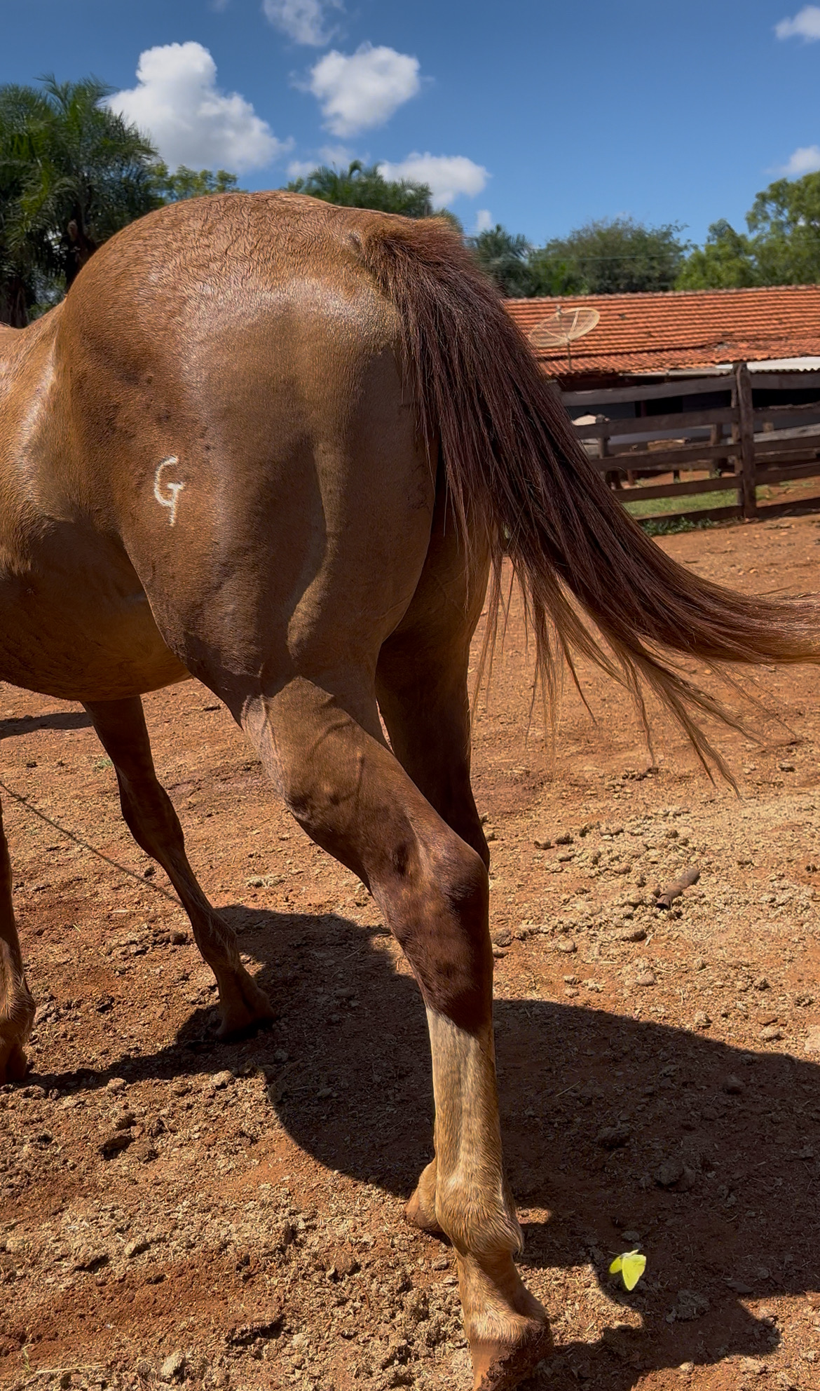 Vendo 4 potros QM machos puros/registrados