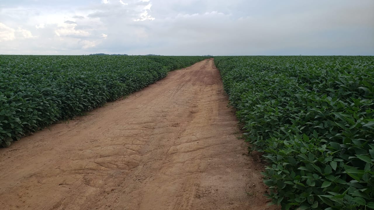 fazenda de oportunidade no município do estado do Mato Grosso,está em crescimento preço ótimo ,o proprietário é bom de Negócio