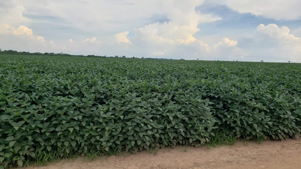 fazenda de oportunidade no município do estado do Mato Grosso,está em crescimento preço ótimo ,o proprietário é bom de Negócio
