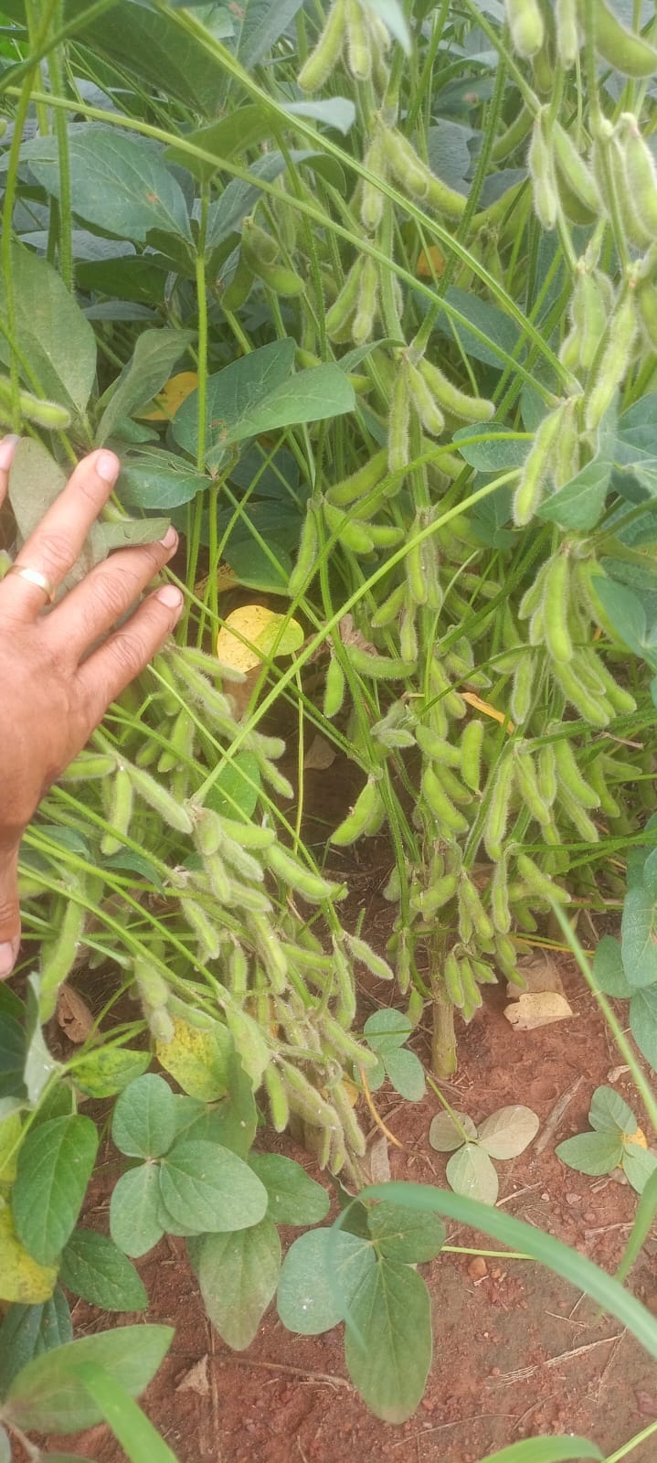 fazenda dupla aptidão