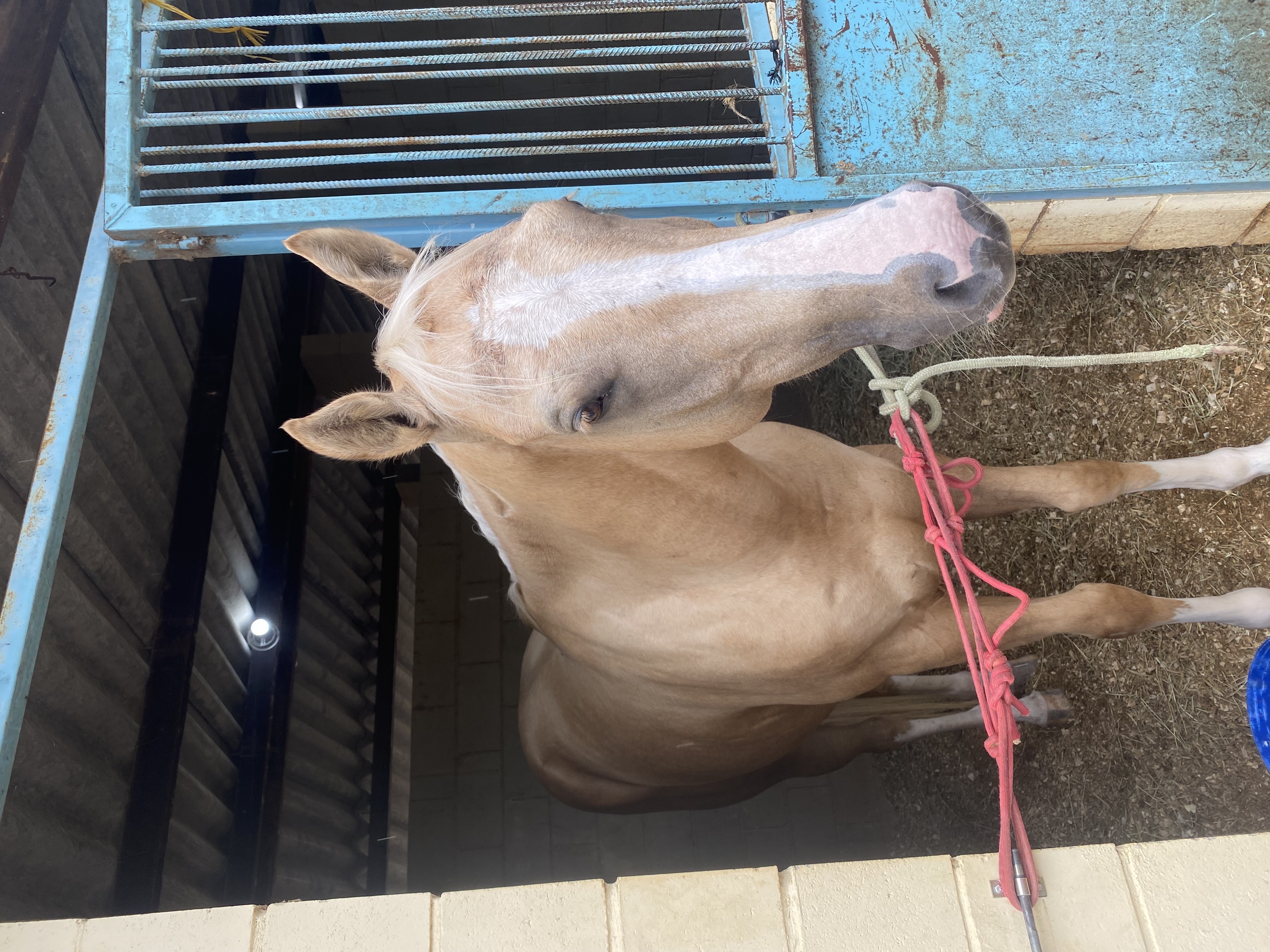 vendo cavalo quarto de milha 3 tambor